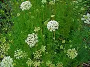 Cnidium dubium