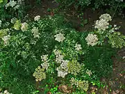 Cnidium silaifolium