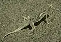 Coachella Valley Fringe-toed Lizard (Uma inornata)