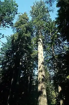 セコイア