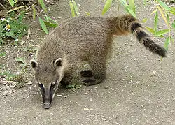 アカハナグマ
