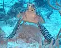 アカウミガメ