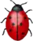 aMSN icon