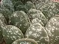 コチニールに寄生されたオプンティア