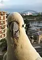 シドニー市街地のキバタン