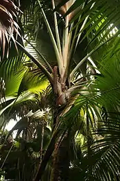 フタゴヤシの木とその実