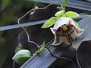 ツルニンジン