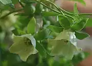 ヒカゲツルニンジン