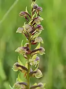 Dactylorhiza viridisアオチドリ