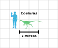 ヒトとの大きさ比較