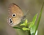 オス
