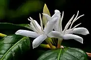 花はジャスミンのような香りがする