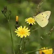 花の蜜を吸うモンキチョウ