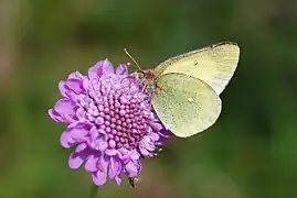 ミヤマモンキチョウColias palaeno(モンキチョウ属)