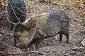 クビワペッカリー。メルボルン動物園にて。