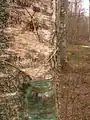 白樺の樹液採取の様子。