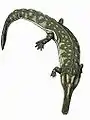 Collidosuchus tchudinovi