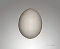 ニジハバト