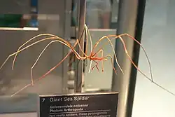 ベニオオウミグモ Colossendeis colossea(オオウミグモ科)