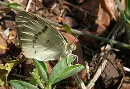 ダナエツマアカシロチョウ(Colotis danae)