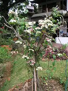 蔓植物の例ゲンペイクサギ