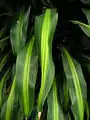 ドラセナ（シマセンネンボク）Dracaena fragrans