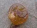 ウスカワフクロノリ（シオミドロ目）