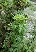 Comarum salesovianum