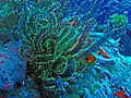 Oxycomanthus bennetti in Philippines