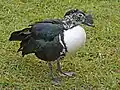 ワキグロコブガモS. sylvicola