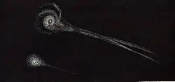 二つに分かれた直後のビエラ彗星（1846年2月）。