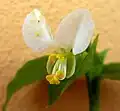 白花