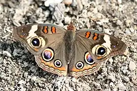 アメリカタテハモドキJunonia coenia(タテハモドキ族(Junoniini))