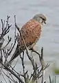 チョウゲンボウ