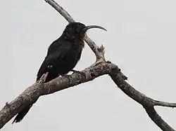 ミナミカマハシラ