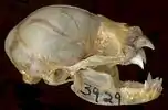 頭部の骨格