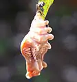 蛹