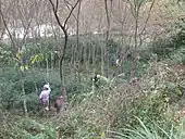 里山の入会地