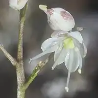 雄花の花被片は長楕円形で、雄蕊6個は長く突き出る
