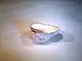 ロコガイの殻