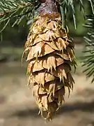 ベイマツ