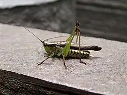 Conocephalus melaenus