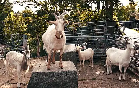 山羊のヒゲ。雄は優性遺伝、雌は劣性遺伝でヒゲが生えるが、雌も出産などでホルモンバランスが崩れるとヒゲが生え、雄は去勢されるとヒゲが比較的薄くなる場合がある。ヒゲがある方が雌への好感度が高く、発情期になると雄はヒゲまわりに自分の尿をつけて雌へのアピールとする。