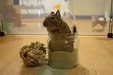 &nbsp;ペットとして飼育されているデグー