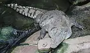 ニシアフリカワニ Crocodylus suchus