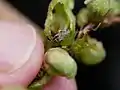 側面を破ったもの内部の様子が見える
