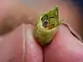 虫こぶ先端を破って中の虫を示す