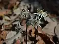 城山のオウレン