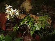 コセリバオウレン（両性花）