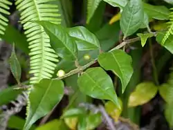 Coptosapelta diffusa